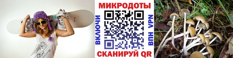 Галлюциногенные грибы Psilocybe Баймак